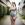 Jaipur Escort Service